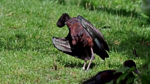 Glossy Ibis Plegadis Falcinellus Vadande Fågel Ibis Familjen Threskiornithidae — Stockvideo