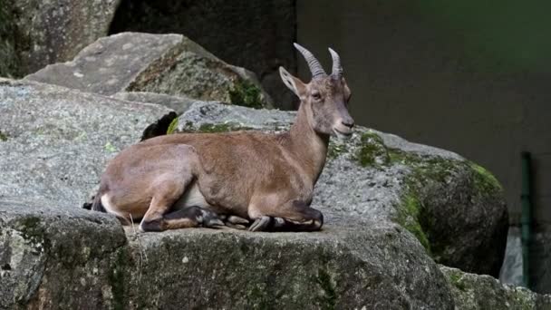 Man Berg Steenbok Capra Steenbok Een Rots Een Duits Park — Stockvideo