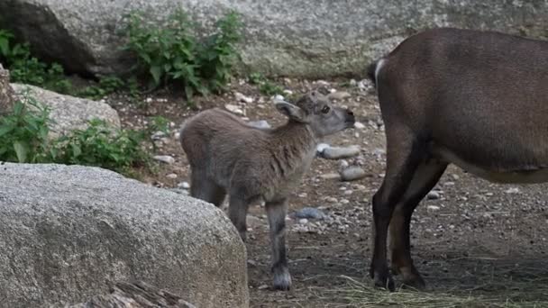 Malé Kojenecké Kozorožec Skále Capra Kozorožec Německém Parku — Stock video