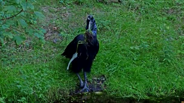 Der Abessinische Nördliche Erdhornvogel Bucorvus Abyssinicus Oder Nördlicher Erdhornvogel Ist — Stockvideo