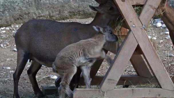 Młode Dziecko Góra Ibex Skale Capra Ibex Niemieckim Parku — Wideo stockowe