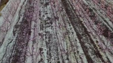 Cieza La Torre 'da şeftali çiçeği. Murcia bölgesindeki Cieza 'da çiçek açan şeftali ağaçlarının videosu. Şeftali, erik ve nektarin ağaçları. İspanya