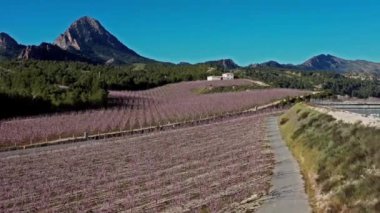 Cieza La Torre 'da şeftali çiçeği. Murcia bölgesindeki Cieza 'da çiçek açan şeftali ağaçlarının videosu. Şeftali, erik ve nektarin ağaçları. İspanya