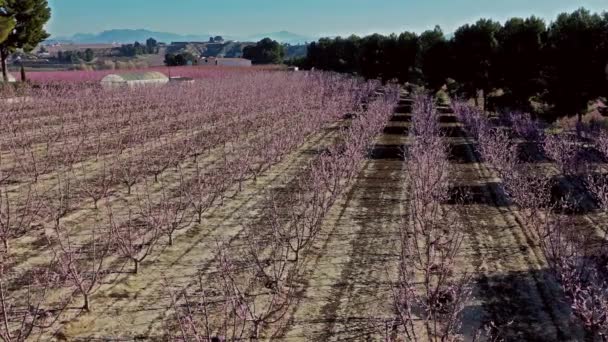 Pfirsichblüte Cieza Torre Videoaufnahme Einer Blüte Von Pfirsichbäumen Cieza Der — Stockvideo