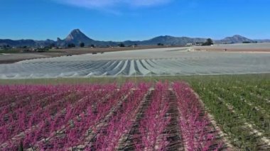 Cieza 'da şeftali çiçeği, Mirador El Horno ile La Macetua arasında meyve bahçeleri. Murcia bölgesindeki Cieza 'da çiçek açan şeftali ağaçlarının videosu. Şeftali, erik ve nektarin ağaçları. İspanya