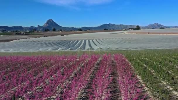 在Cieza的桃花 在Mirador Horno和La Macetua之间的果园 穆尔西亚地区Cieza桃树开花的录像 李子和油桃树 西班牙 — 图库视频影像