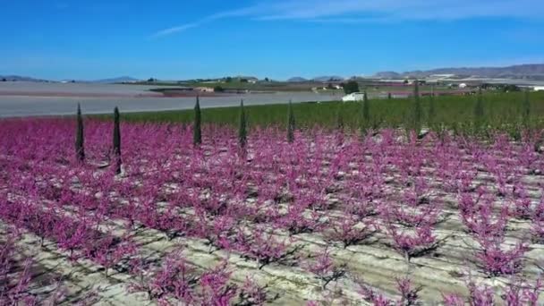 Pfirsichblüte Cieza Obstplantagen Zwischen Mirador Horno Und Macetua Videoaufnahme Einer — Stockvideo