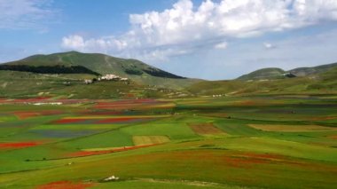 Castelluccio di Norcia 'da gelincikler ve çiçek açan mercimek, ulusal park sibillini dağları, İtalya, Avrupa