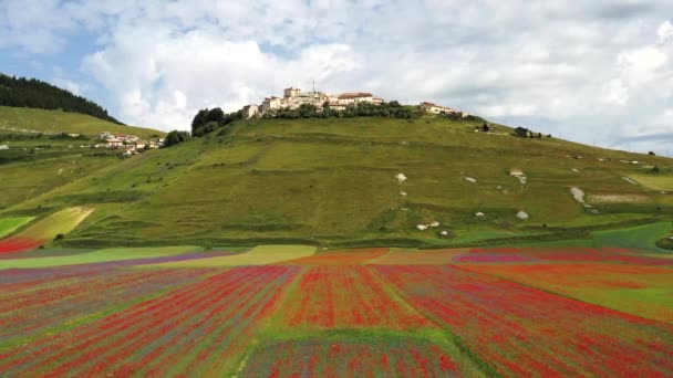 Čočka Kvetoucí Mákem Chrpy Castelluccio Norcia Národní Park Sibillini Hory — Stock video