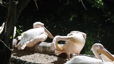 Büyük Beyaz Pelikan (