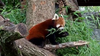 Kırmızı panda, Ailurus fulgens, daha küçük panda ve kırmızı kedi ayı olarak da bilinir.