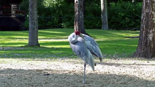 Żuraw Sarus Grus Antigone Duży Żuraw Nie Migracyjny Występujący Częściach — Wideo stockowe