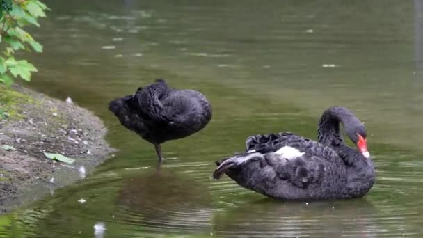 Cisne Negro Cygnus Atratus Uma Grande Ave Aquática Uma Espécie — Vídeo de Stock