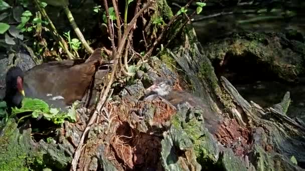 Die Gemeine Moorhenne Gallinula Chloropus Auch Bekannt Als Wasserhenne Sumpfhuhn — Stockvideo