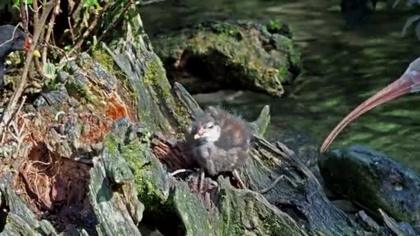 Поширений Мавританський Хлороп Галліна Також Відомий Водяний Болотна Курка Звичайний — стокове відео