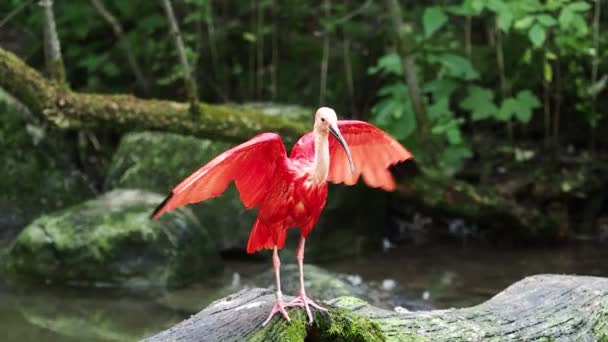 Ibis Escarlata Eudocimus Ruber Ave Familia Threskiornithidae Admirada Por Coloración — Vídeo de stock