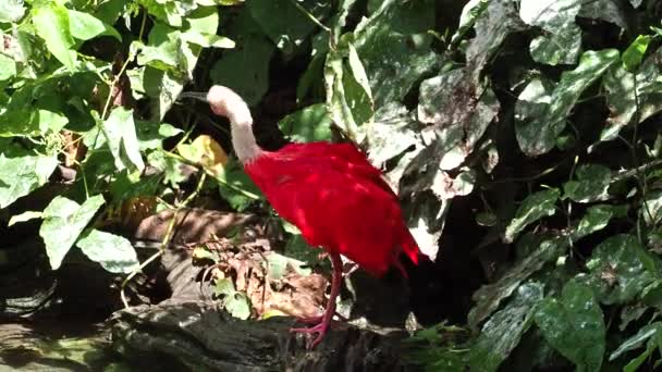 Ibis Escarlata Eudocimus Ruber Ave Familia Threskiornithidae Admirada Por Coloración — Vídeos de Stock