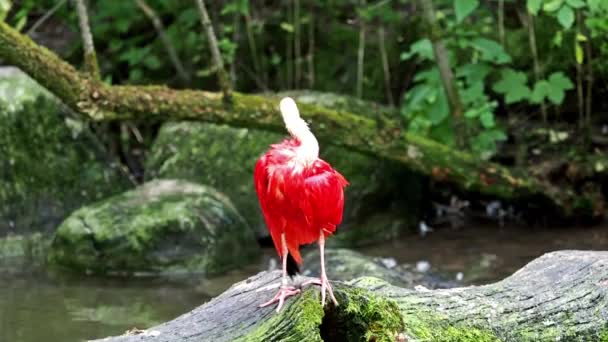 Scarlet Ibis Eudocimus Ruber Ave Família Threskiornithidae Admirada Pela Coloração — Vídeo de Stock