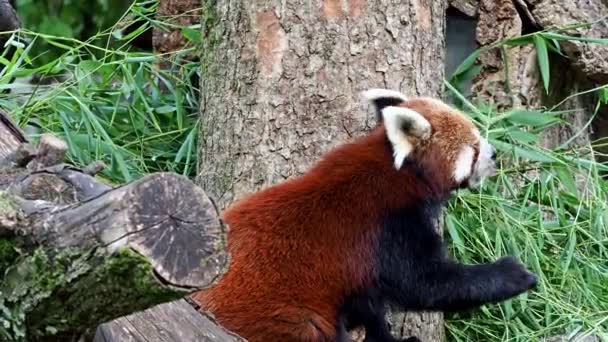 Kırmızı panda, Ailurus fulgens, daha küçük panda ve kırmızı kedi ayı olarak da bilinir.