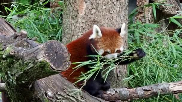 Czerwona Panda Ailurus Fulgens Nazywana Również Mniejszą Pandą Czerwonym Kocim — Wideo stockowe