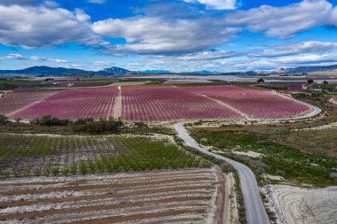 Cieza yakınlarındaki Ascoy 'da şeftali çiçeği. Murcia bölgesindeki Cieza 'da çiçek açan şeftali ağaçlarının fotoğrafları. Şeftali, erik ve nektarin ağaçları. İspanya
