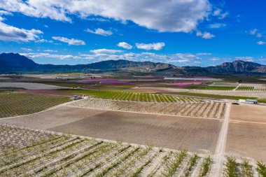 Cieza 'da şeftali çiçeği, Mirador El Horno ile La Macetua arasında meyve bahçeleri. Murcia bölgesindeki Cieza 'da çiçek açan şeftali ağaçlarının fotoğrafları. Şeftali, erik ve nektarin ağaçları. İspanya