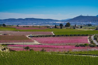 Cieza 'da şeftali çiçeği, Mirador El Horno ile La Macetua arasında meyve bahçeleri. Murcia bölgesindeki Cieza 'da çiçek açan şeftali ağaçlarının fotoğrafları. Şeftali, erik ve nektarin ağaçları. İspanya