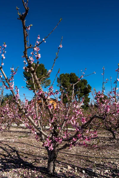 Peach blossom in Cieza, Mirador El Horno. Photography of a blossoming of peach trees in Cieza in the Murcia region. Peach, plum and nectarine trees. Spain