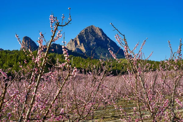 Peach blossom in Cieza La Torre. Photography of a blossoming of peach trees in Cieza in the Murcia region. Peach, plum and nectarine trees. Spain