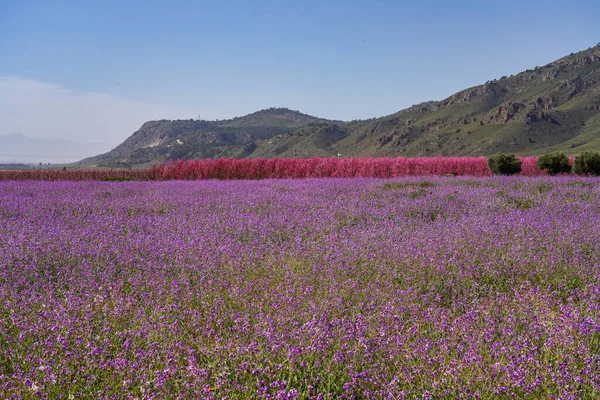 ジュミラの桃の花 ムルシア地方のジュミラで桃の木の開花の写真 ネクタリンの木 スペイン — ストック写真