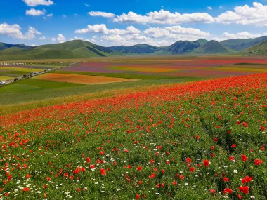 Castelluccio di Norcia 'da gelincikler ve çiçek açan mercimek, ulusal park sibillini dağları, İtalya, Avrupa