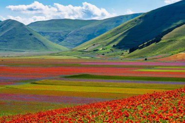 Castelluccio di Norcia 'da gelincikler ve çiçek açan mercimek, ulusal park sibillini dağları, İtalya, Avrupa