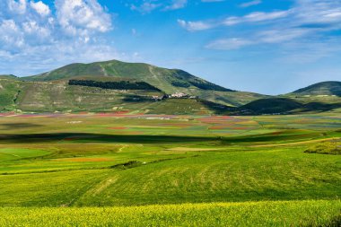 Castelluccio di Norcia 'da gelincikler ve çiçek açan mercimek, ulusal park sibillini dağları, İtalya, Avrupa