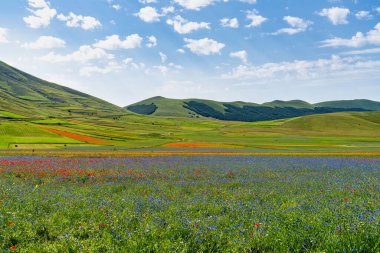 Castelluccio di Norcia 'da gelincikler ve çiçek açan mercimek, ulusal park sibillini dağları, İtalya, Avrupa