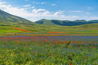 Castelluccio di Norcia 'da gelincikler ve çiçek açan mercimek, ulusal park sibillini dağları, İtalya, Avrupa