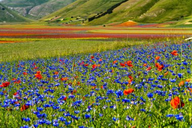 Castelluccio di Norcia 'da gelincikler ve çiçek açan mercimek, ulusal park sibillini dağları, İtalya, Avrupa