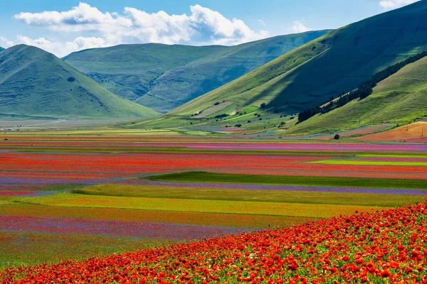 Castelluccio di Norcia 'da gelincikler ve çiçek açan mercimek, ulusal park sibillini dağları, İtalya, Avrupa