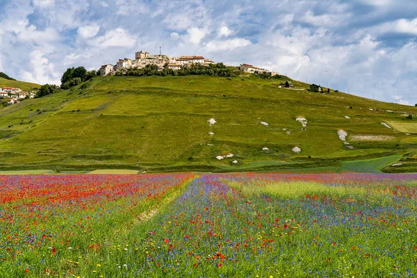 Floração Lentilha Com Papoilas Flores Milho Castelluccio Norcia Parque Nacional — Fotografia de Stock