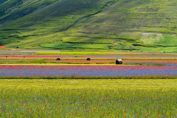 Mákos Lencsevirág Búzavirág Castelluccio Norciában Nemzeti Park Sibillini Hegyek Olaszország — Stock Fotó