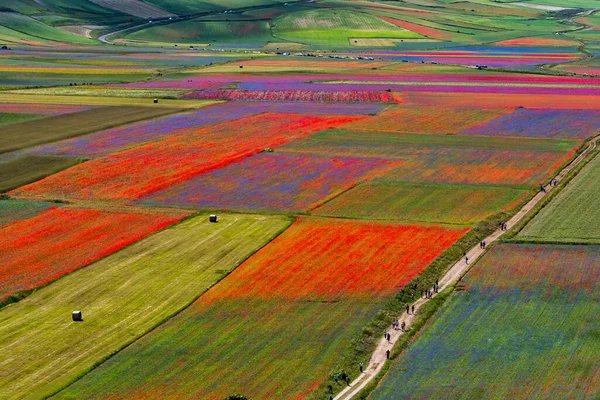 Mákos Lencsevirág Búzavirág Castelluccio Norciában Nemzeti Park Sibillini Hegyek Olaszország — Stock Fotó