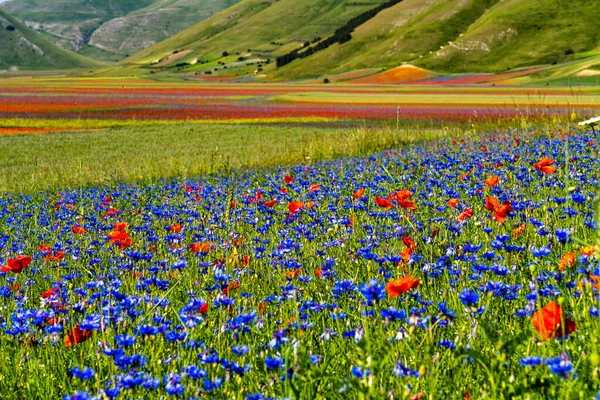 Linsblommande Med Vallmo Och Blåklint Castelluccio Norcia Nationalpark Sibillini Italien — Stockfoto