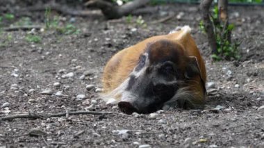 Kızıl nehir domuzu, Potamochoerus porcus, ayrıca çalı domuzu olarak da bilinir. Bu domuzun yer altında yiyecek bulmak için keskin bir koku alma duyusu var..