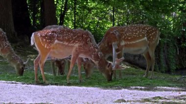 Fallow deer, Dama mezopotamya, Cervidae familyasından bir memeli türü..