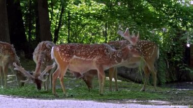 Fallow deer, Dama mezopotamya, Cervidae familyasından bir memeli türü..