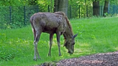 Geyik ya da geyik, Alces Alces geyik familyasındaki en büyük türdür. Geyikler, erkeklerin geniş, düz ya da palmat boynuzlarıyla ayırt edilir..