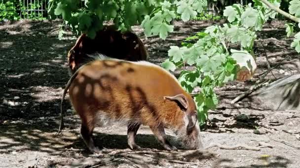 Czerwona Wieprz Rzeczny Potamochoerus Porcus Znany Również Jako Świnka Krzaczasta — Wideo stockowe