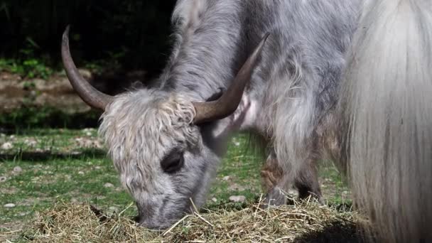 Hazai Jak Bos Grunniens Egy Hosszú Hajú Háziasított Bovid Amely — Stock videók