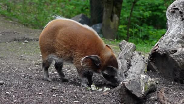 Porco Rio Vermelho Potamochoerus Porcus Também Conhecido Como Porco Mato — Vídeo de Stock