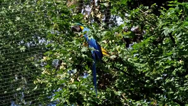 Guacamayo Azul Amarillo Ara Ararauna También Conocido Como Guacamayo Azul — Vídeos de Stock