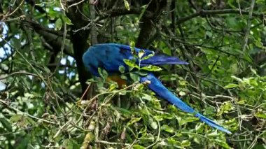 Mavi ve sarı papağan, Ara aratyası, mavi ve altın papağanı olarak da bilinir, çoğunlukla mavi üst kısımları ve açık turuncu alt kısımları olan büyük bir Güney Amerika papağanıdır.